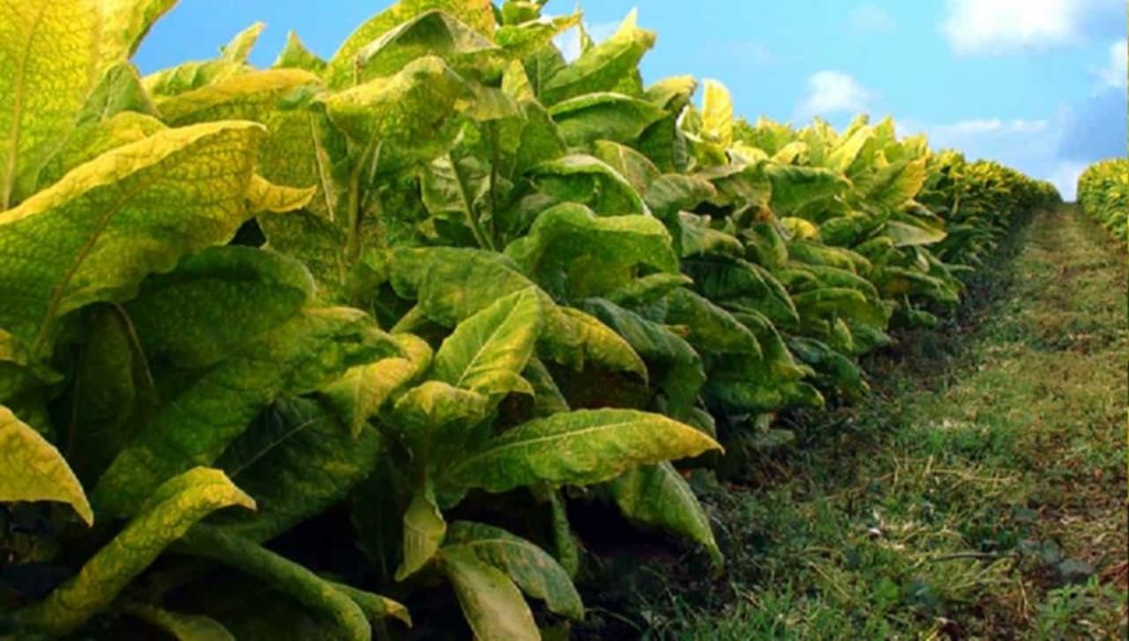 Close-up of tobacco leaves in Hungary